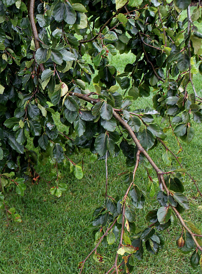 Image of Fagus sylvatica var. pendula specimen.