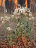 Erigeron podolicus. Плодоносящее растение. Крым, Симферополь, Симферопольское вдхр. 22 октября 2012 г.