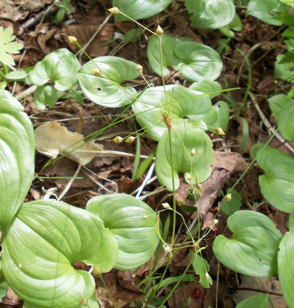 Изображение особи Luzula rufescens.