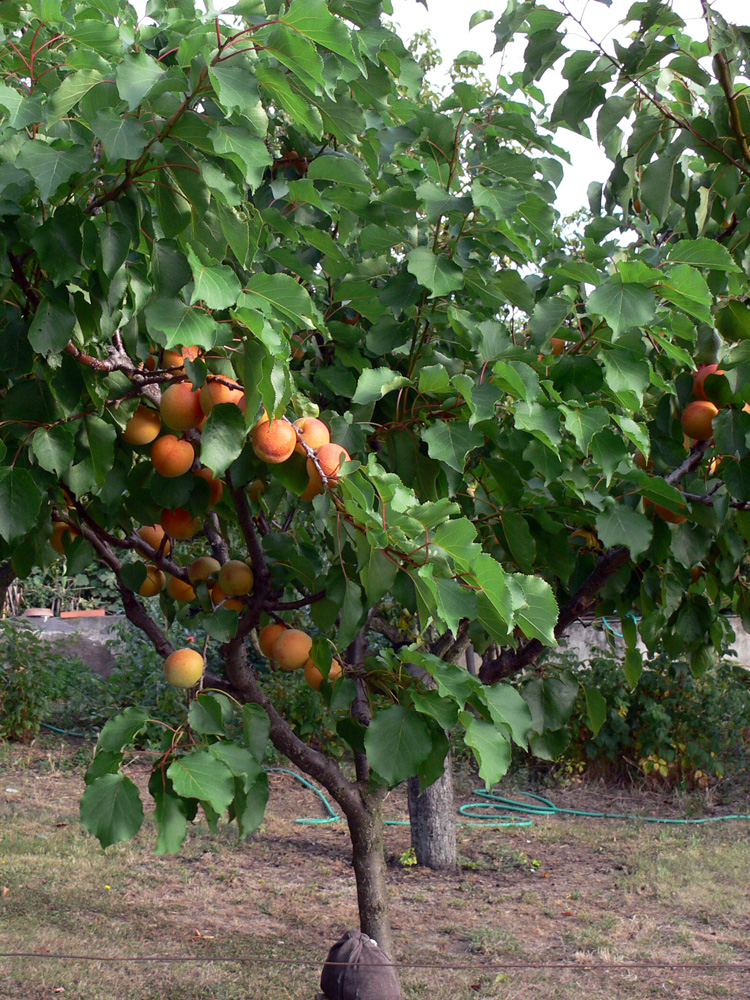 Изображение особи Armeniaca vulgaris.