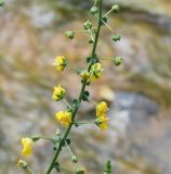 Verbascum agrimoniifolium. Часть соцветия. Israel, Lower Galilee, Nahal Tavor. 21.04.2011.