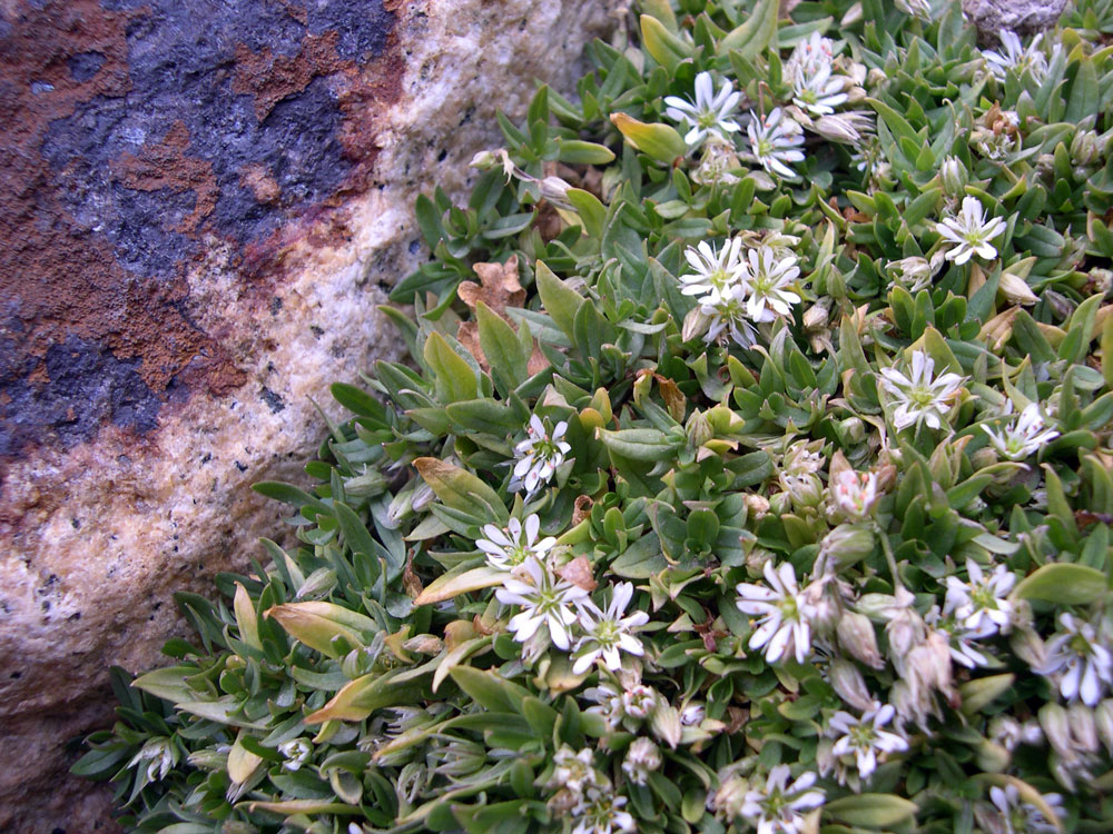 Image of Stellaria alatavica specimen.