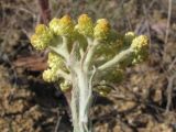 Helichrysum arenarium. Соцветия. Крым, степь в окр. мыса Лукулл. 30 июня 2012 г.