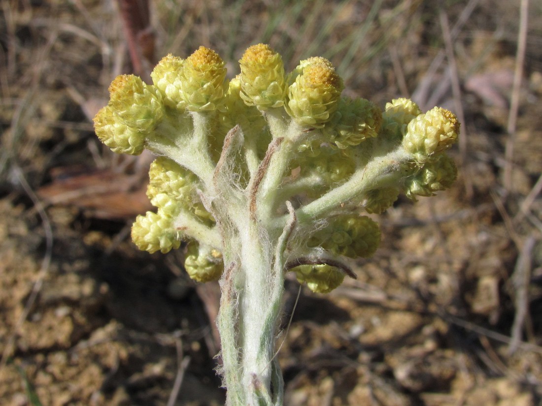 Изображение особи Helichrysum arenarium.