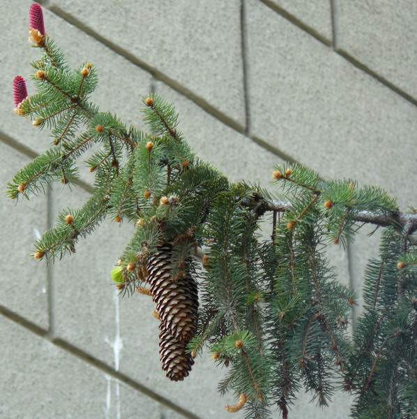 Image of genus Picea specimen.