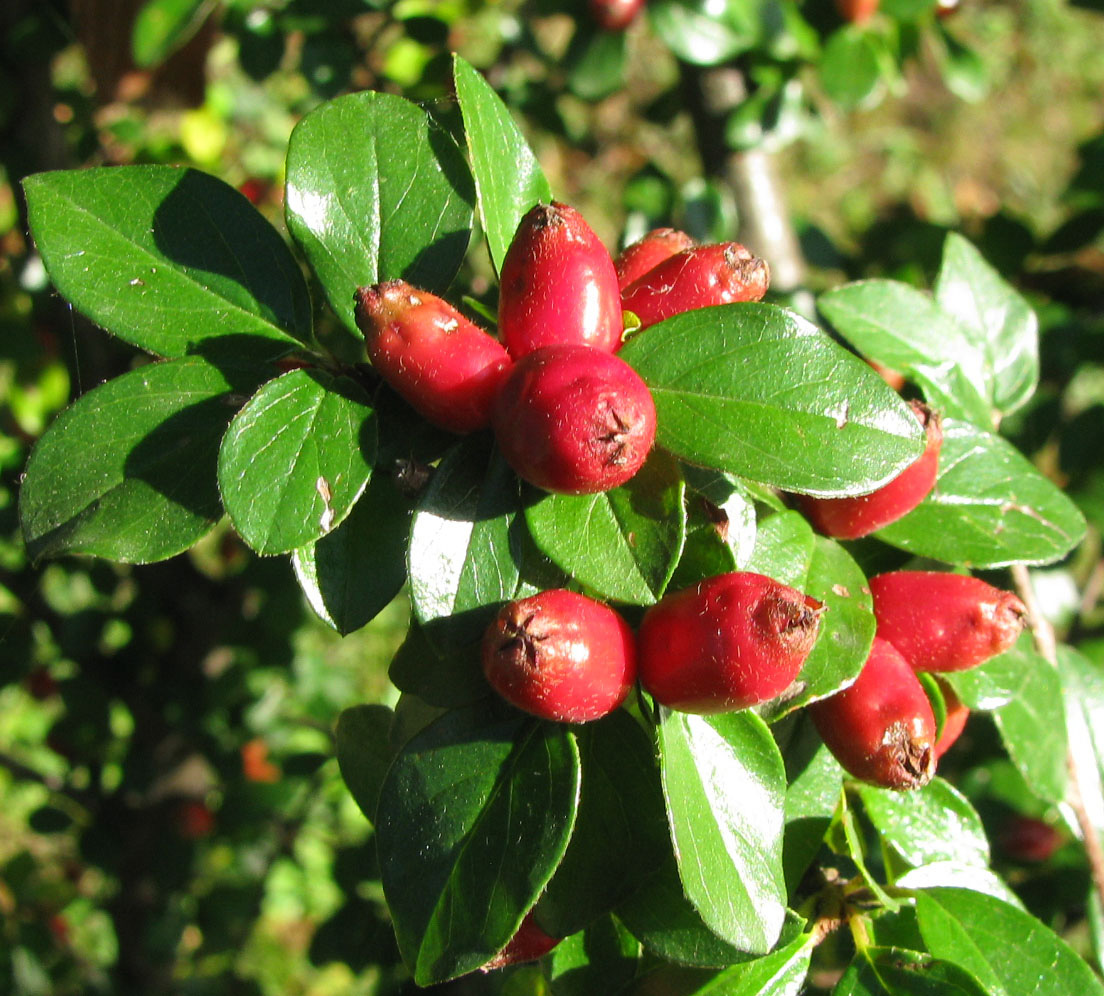 Image of Cotoneaster divaricatus specimen.