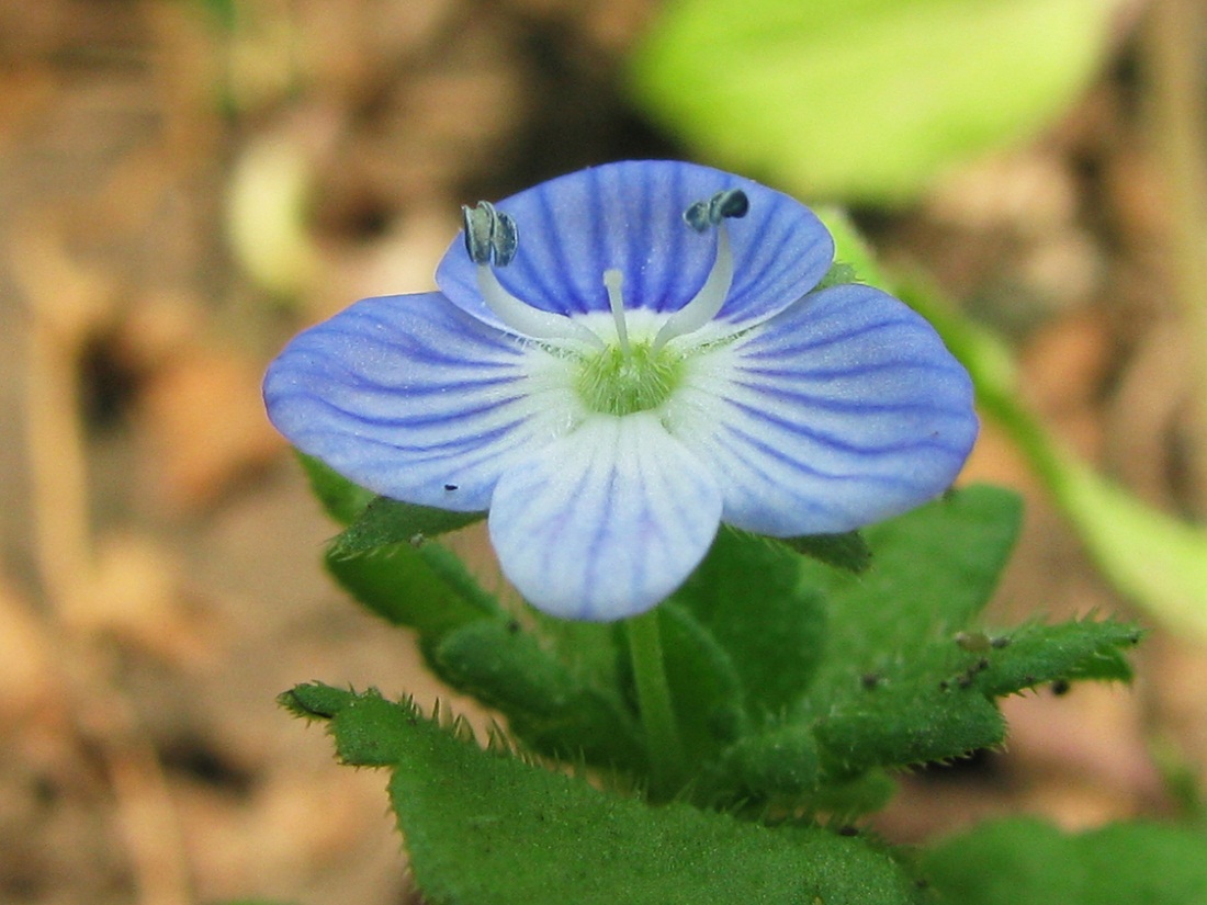 Image of Veronica persica specimen.