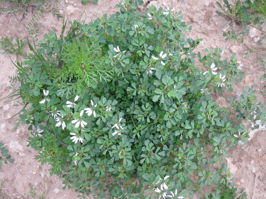 Изображение особи Trigonella arabica.