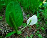 Lysichiton camtschatcensis