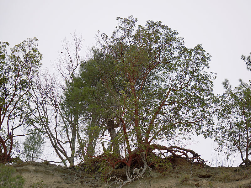 Изображение особи Arbutus andrachne.