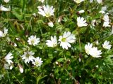 Cerastium subciliatum