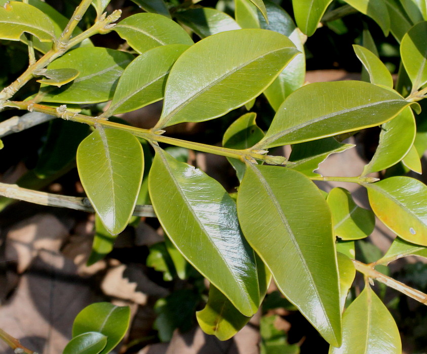 Image of Buxus henryi specimen.