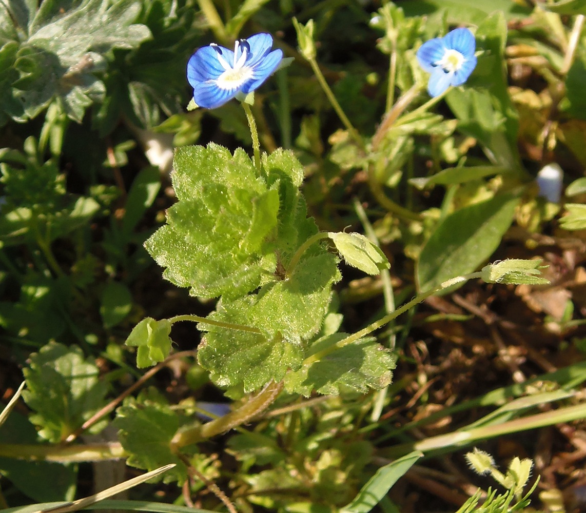 Image of Veronica persica specimen.