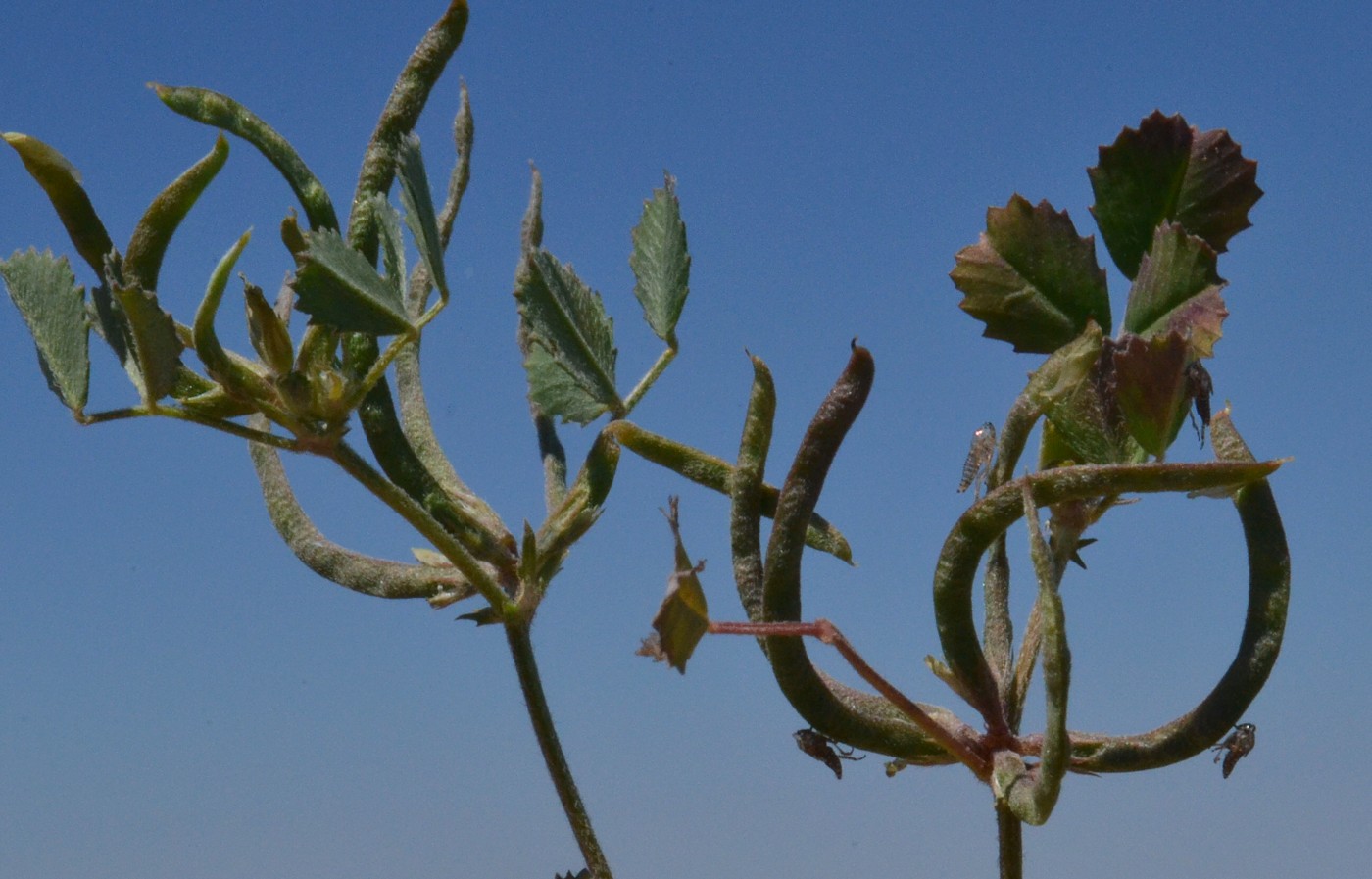 Image of Trigonella arcuata specimen.