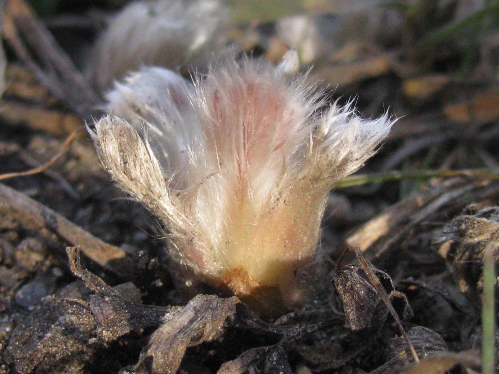 Image of Pulsatilla bohemica specimen.