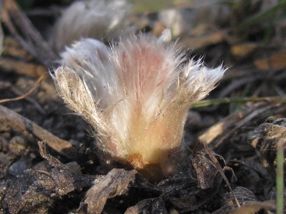 Изображение особи Pulsatilla bohemica.