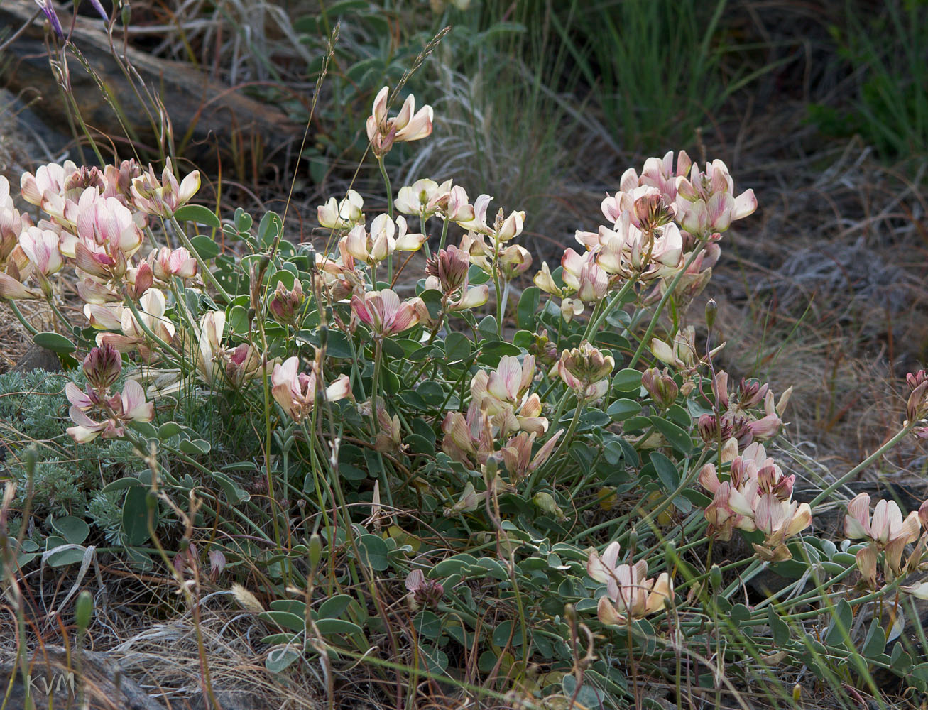 Image of Hedysarum splendens specimen.