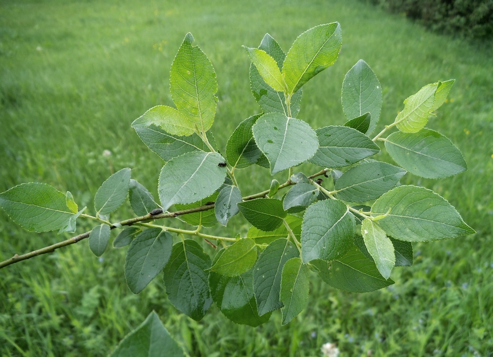 Image of Salix latifolia specimen.