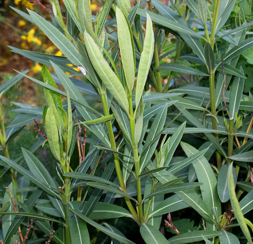 Image of Nerium oleander specimen.