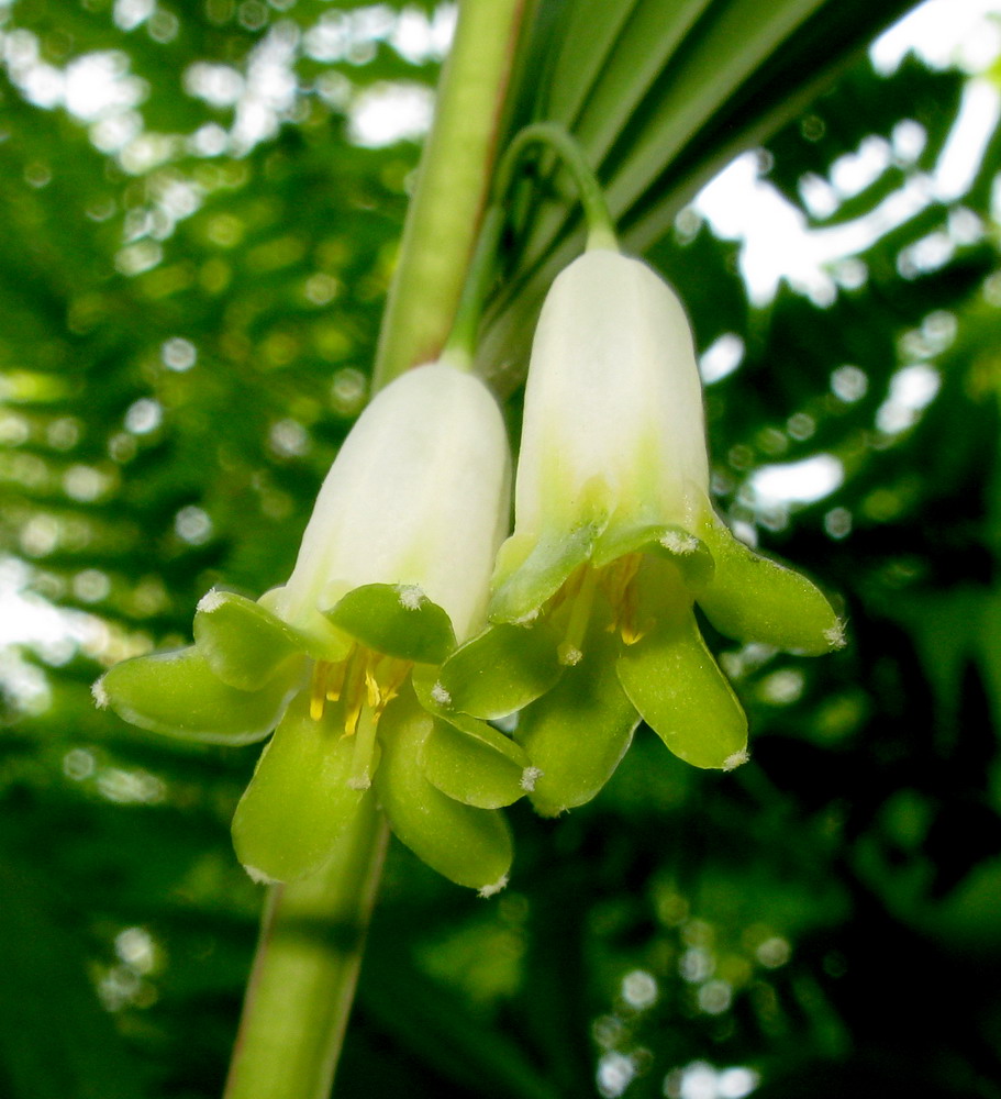 Image of Polygonatum odoratum specimen.