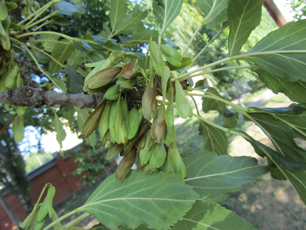 Image of Fraxinus excelsior var. diversifolia specimen.