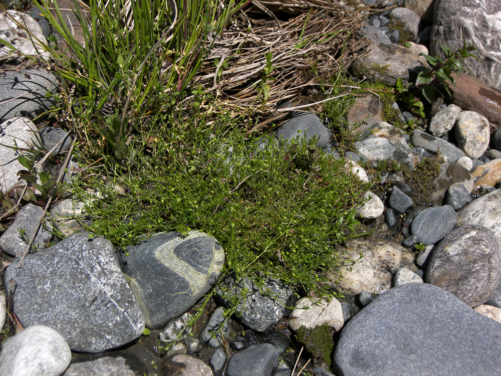 Image of Sagina procumbens specimen.
