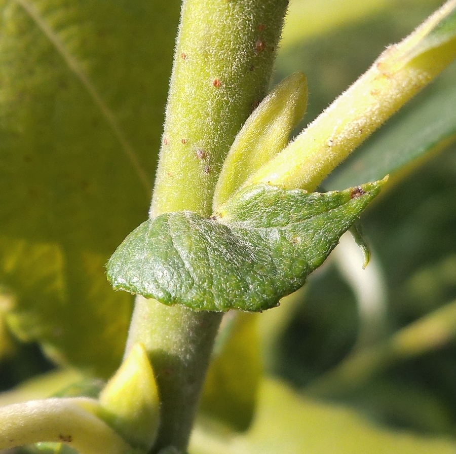 Image of Salix gmelinii specimen.