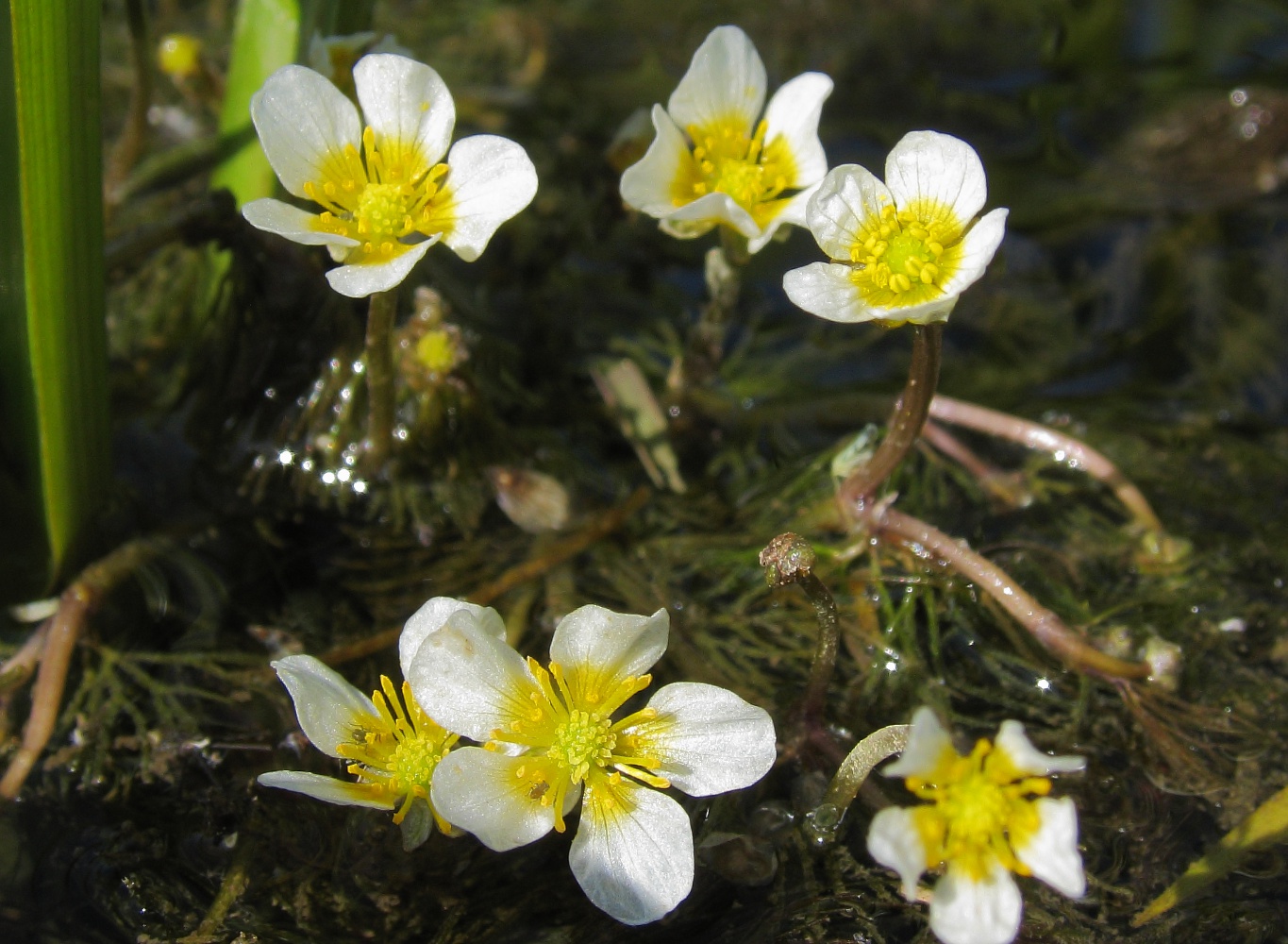 Image of Ranunculus circinatus specimen.