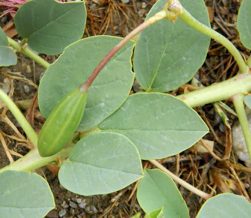 Image of Capparis herbacea specimen.