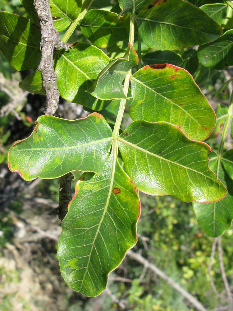 Image of Pistacia mutica specimen.