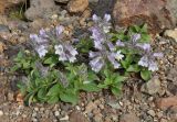 Pennellianthus frutescens