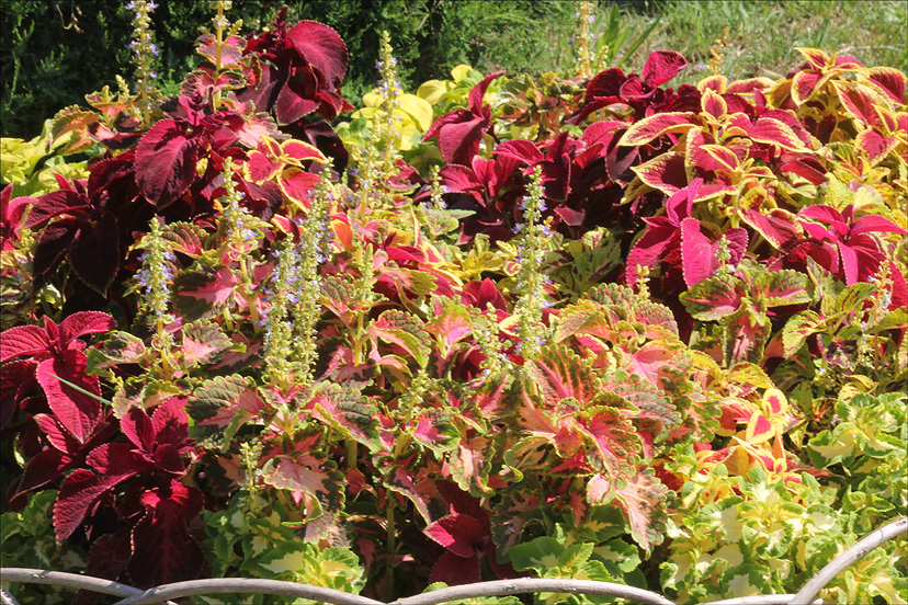 Image of Coleus scutellarioides specimen.