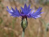 Centaurea cyanus. Соцветие. Горный Крым, окр. с. Богатырь. 10 июня 2009 г.