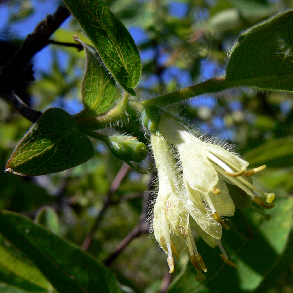 Image of Lonicera edulis specimen.