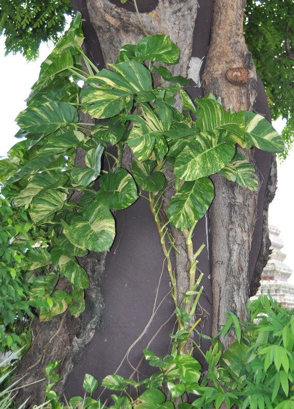 Image of Epipremnum aureum specimen.