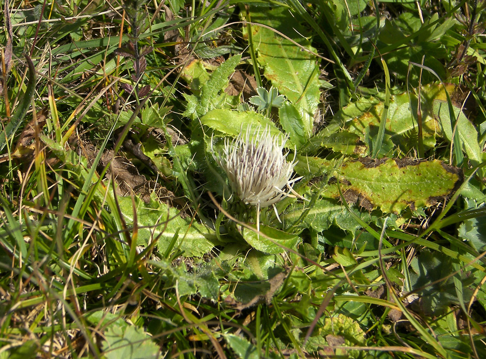 Изображение особи Cirsium rhizocephalum.