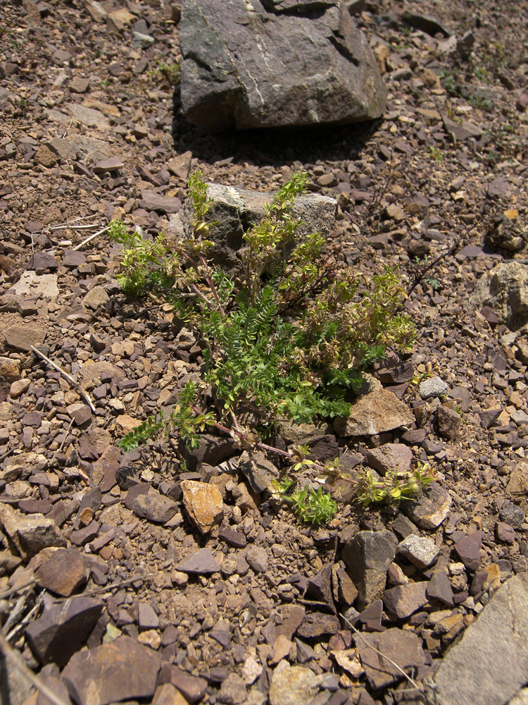 Image of genus Cruciata specimen.