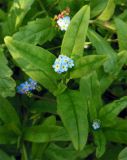 Myosotis palustris