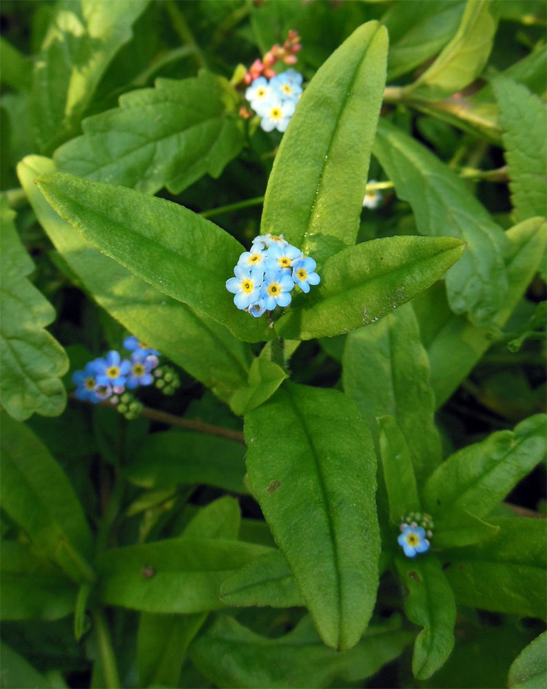 Изображение особи Myosotis palustris.