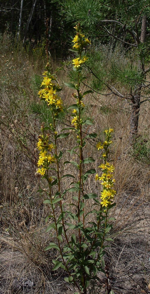 Изображение особи Solidago virgaurea.