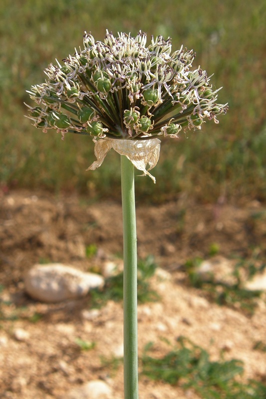 Image of Allium cyrilli specimen.