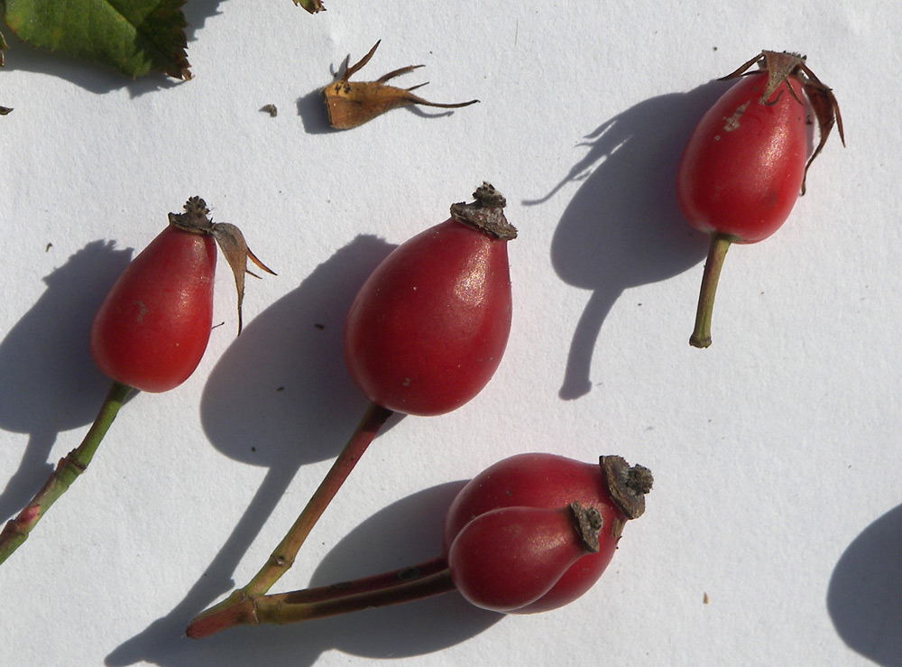 Image of Rosa biebersteiniana specimen.