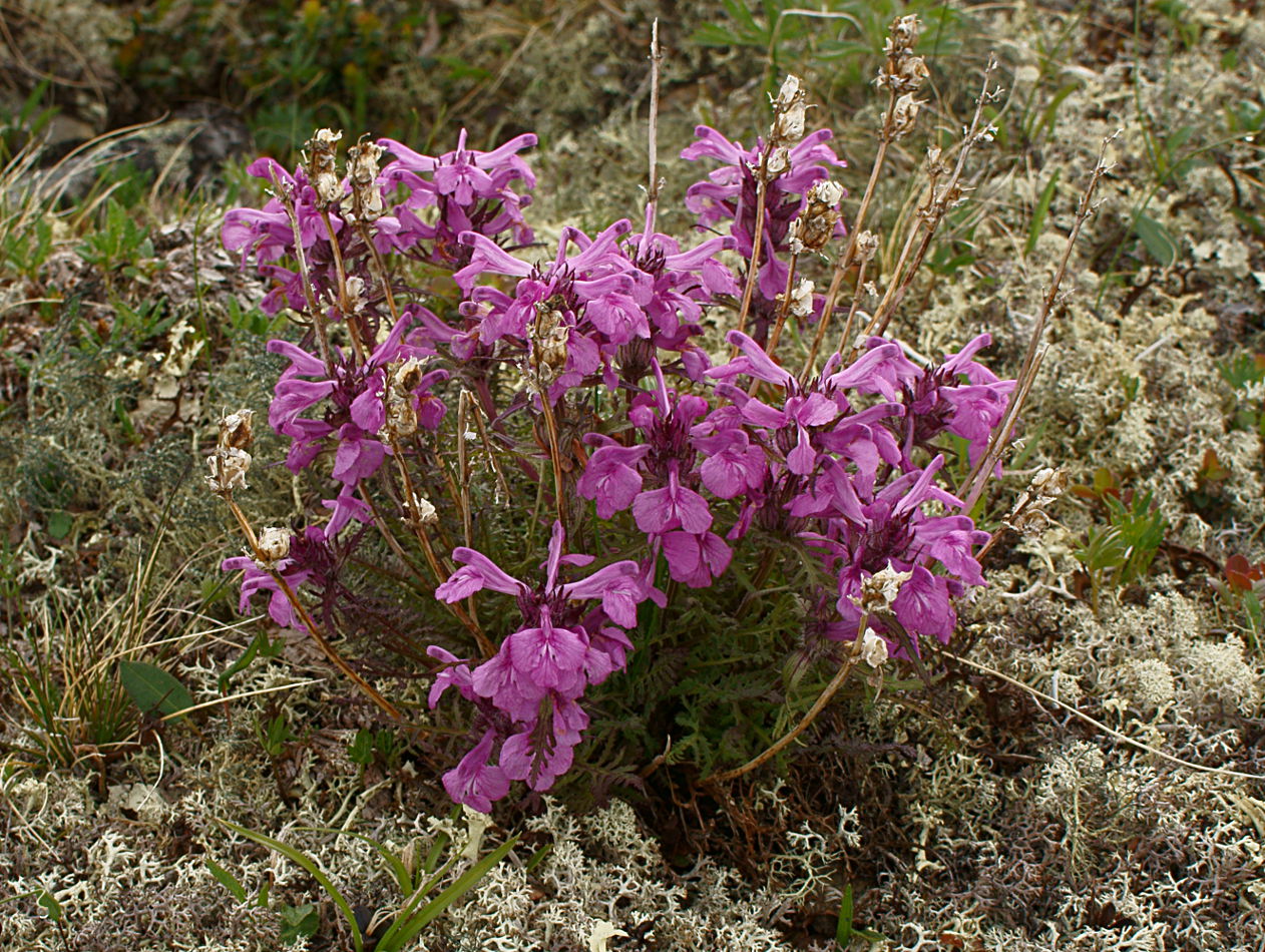 Image of Pedicularis amoena specimen.