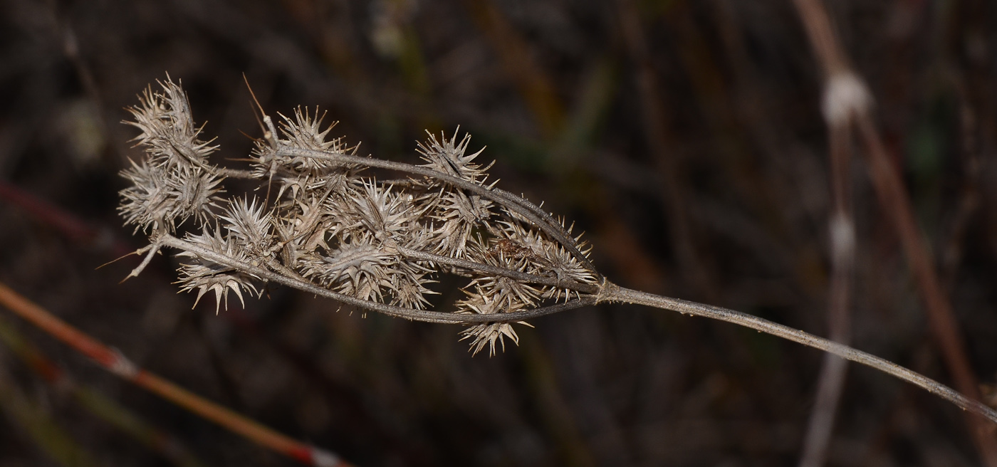 Image of Daucus glaber specimen.