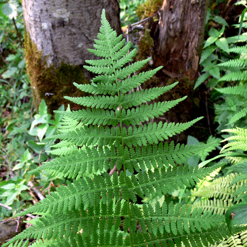 Image of Athyrium filix-femina specimen.