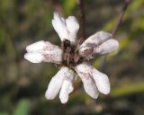 Silene bupleuroides