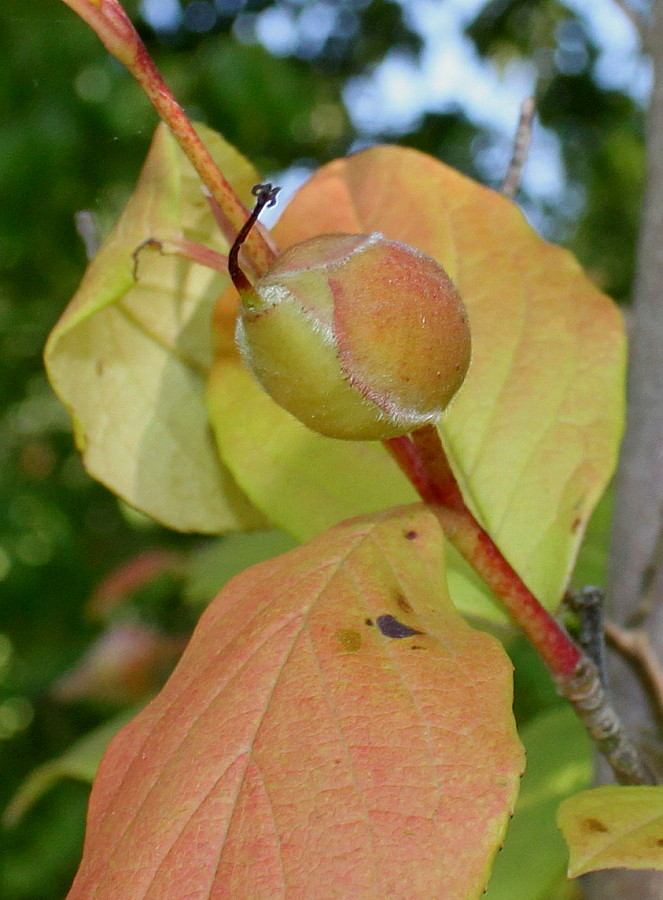 Изображение особи Stewartia monadelpha.