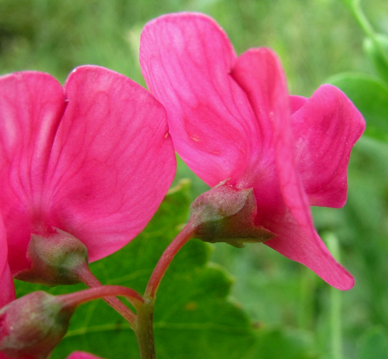 Изображение особи Lathyrus tuberosus.