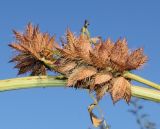 Glycyrrhiza echinata. Средняя часть побега с созревающим соплодием. Германия, г. Essen, Grugapark. 29.09.2013.