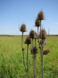 Dipsacus laciniatus. Прошлогодне стебли. Краснодарский край, ст. Шкуринская, пойма балки Боброва. 03.07.2009.